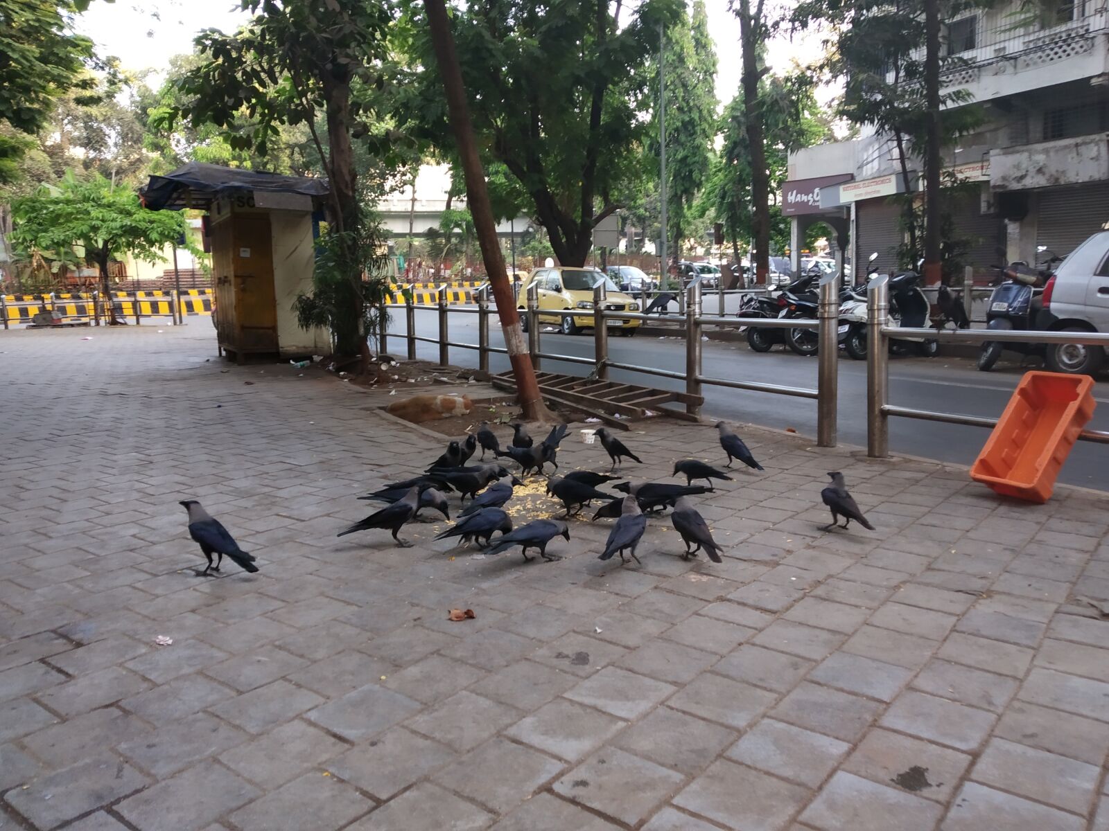Xiaomi Redmi Y2 sample photo. Birds, street birds, pigeons photography