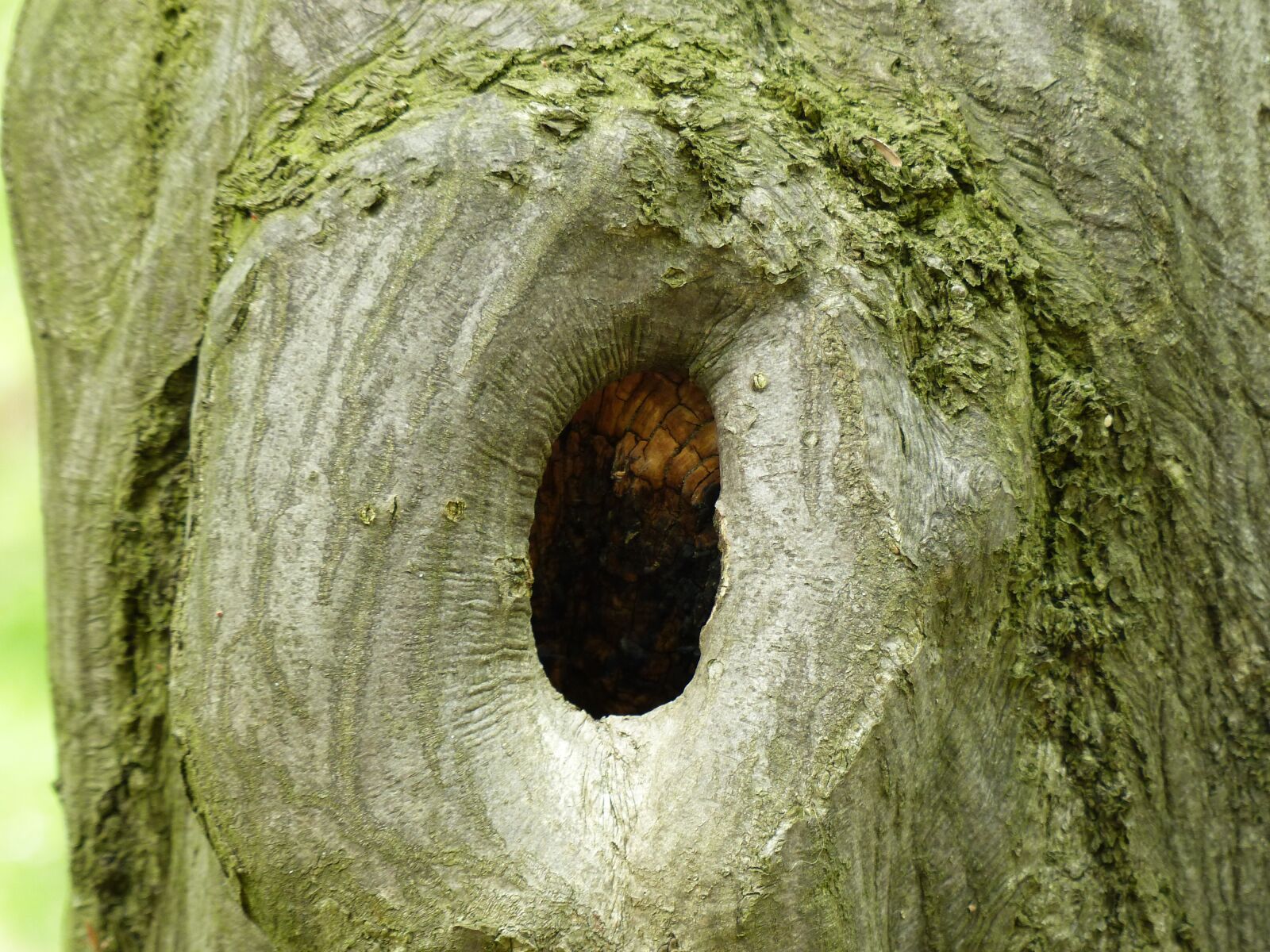 Panasonic Lumix DMC-FZ200 sample photo. Tree, bark, moss photography