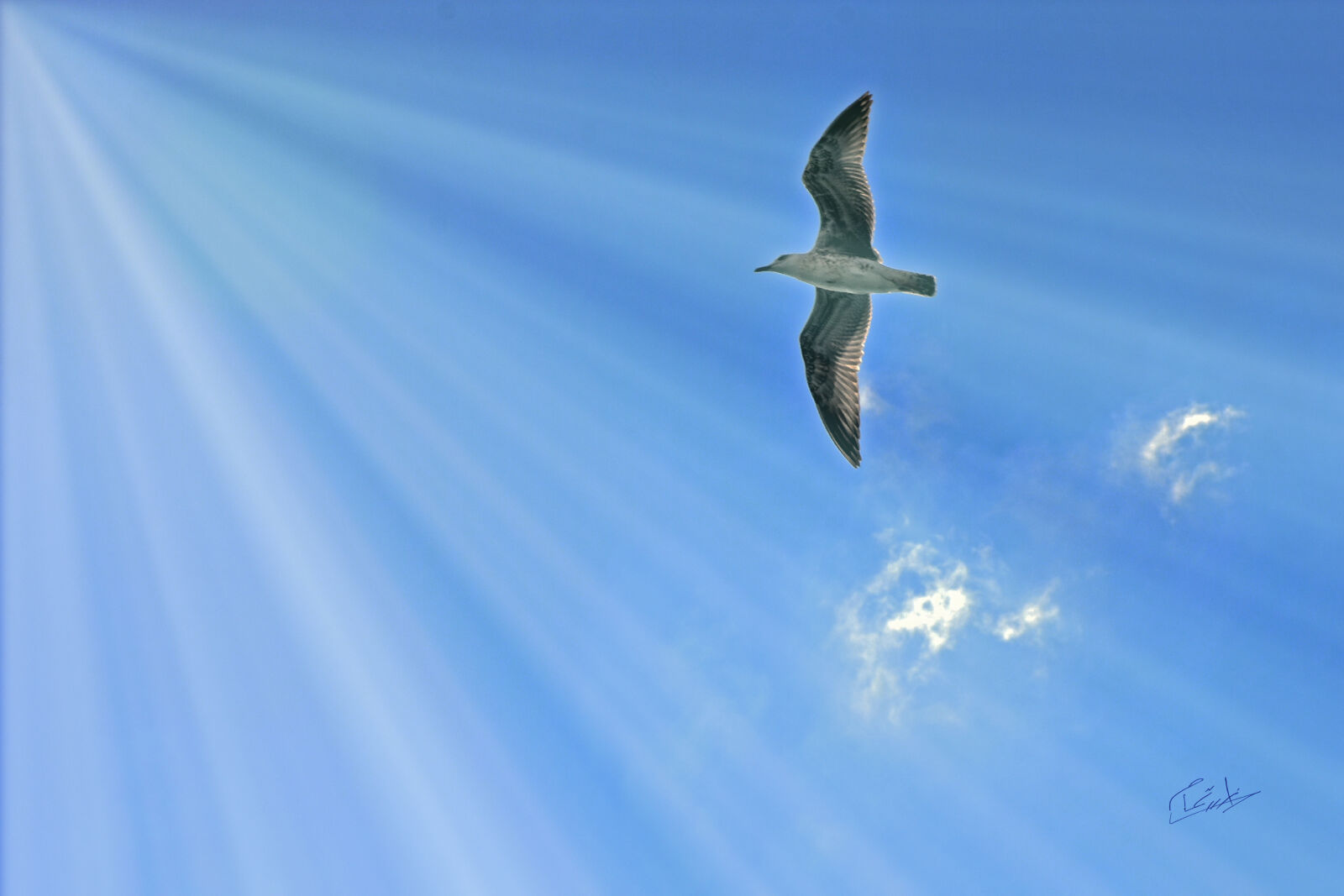 Nikon D7200 sample photo. Anas, bird, blue, blue photography