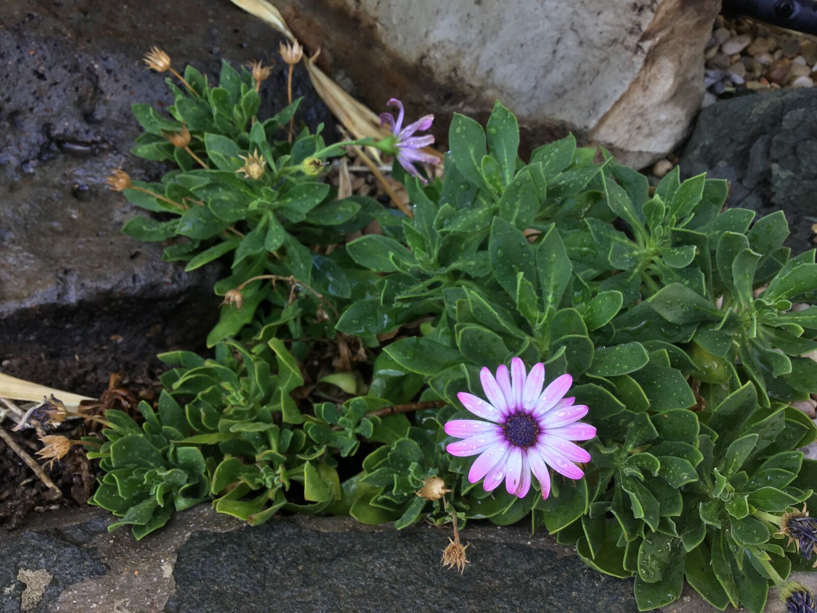 Apple iPad (6th generation) sample photo. Flower, resilience, bloom photography