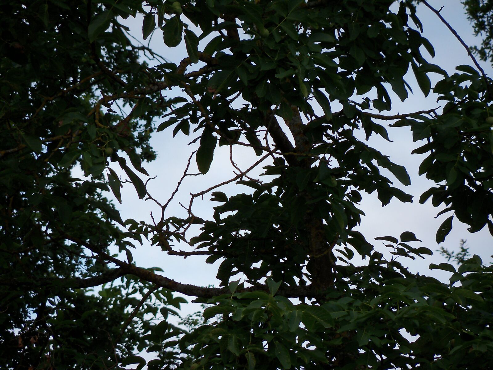 Kodak EasyShare Z915 sample photo. Nature, tree, landscape photography