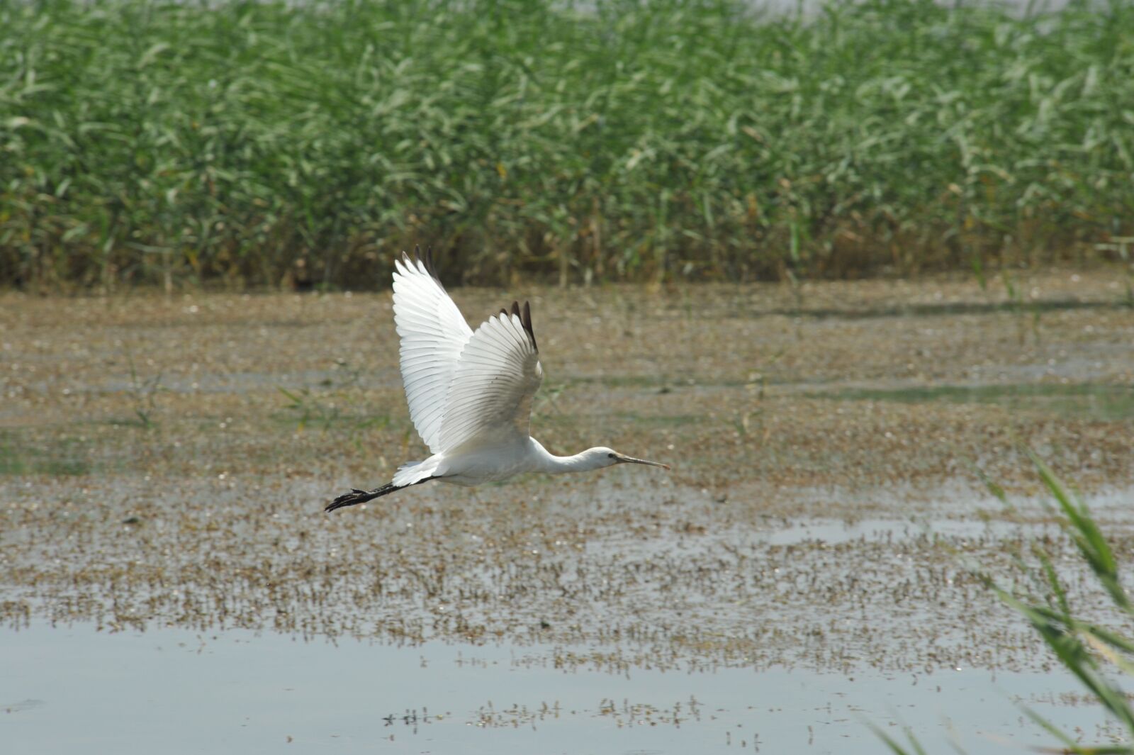 Nikon D700 sample photo. Spoonbill, heron, wild waterfowl photography