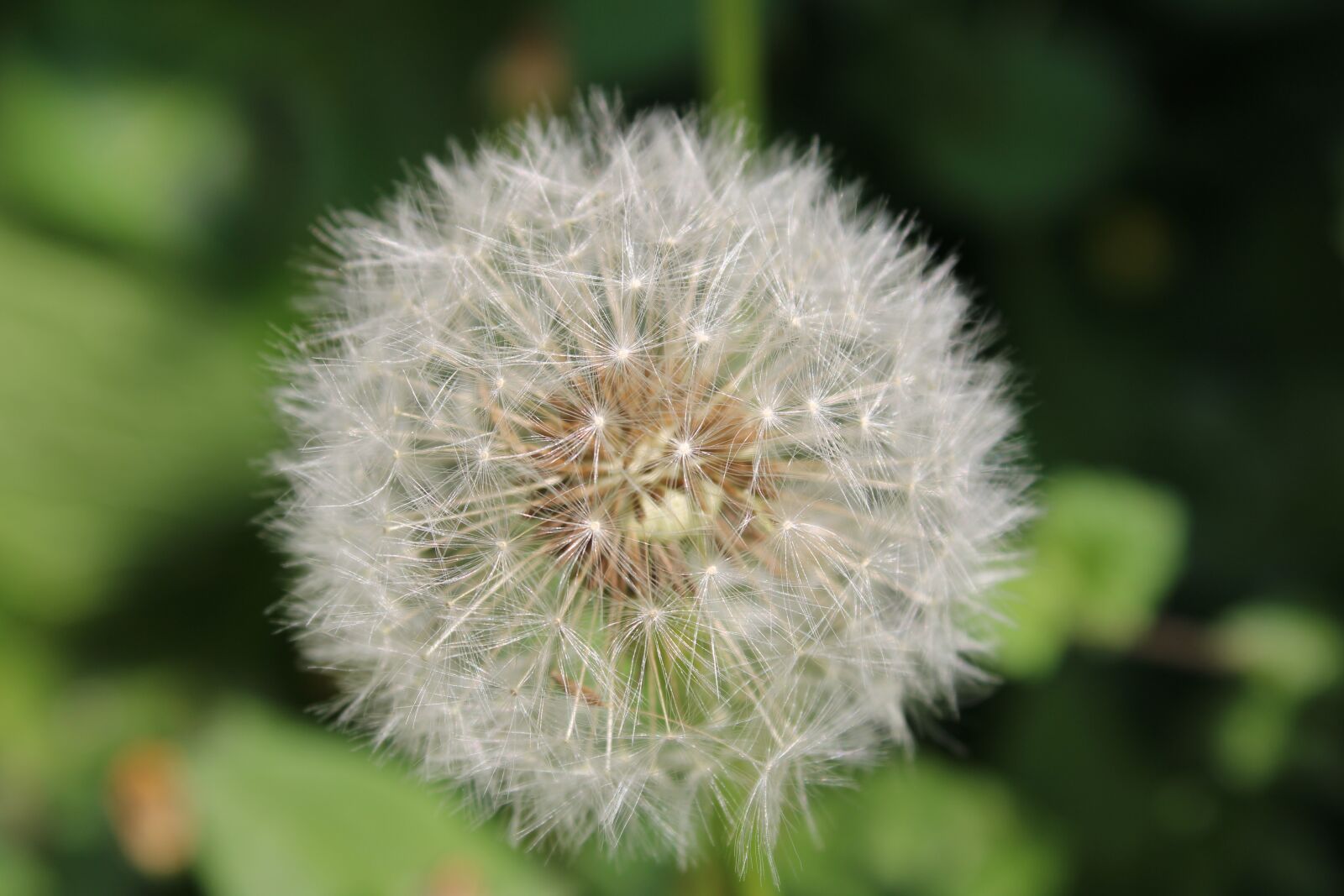 Canon EOS 2000D (EOS Rebel T7 / EOS Kiss X90 / EOS 1500D) sample photo. Dandelion, close-up, meadow flower photography