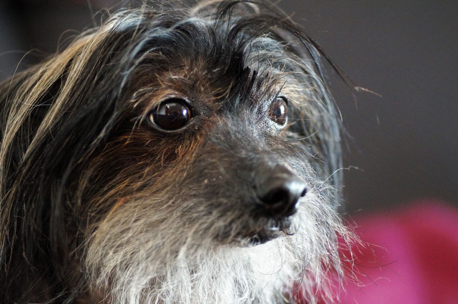 Sony SLT-A58 sample photo. Dog, chinese, crested photography