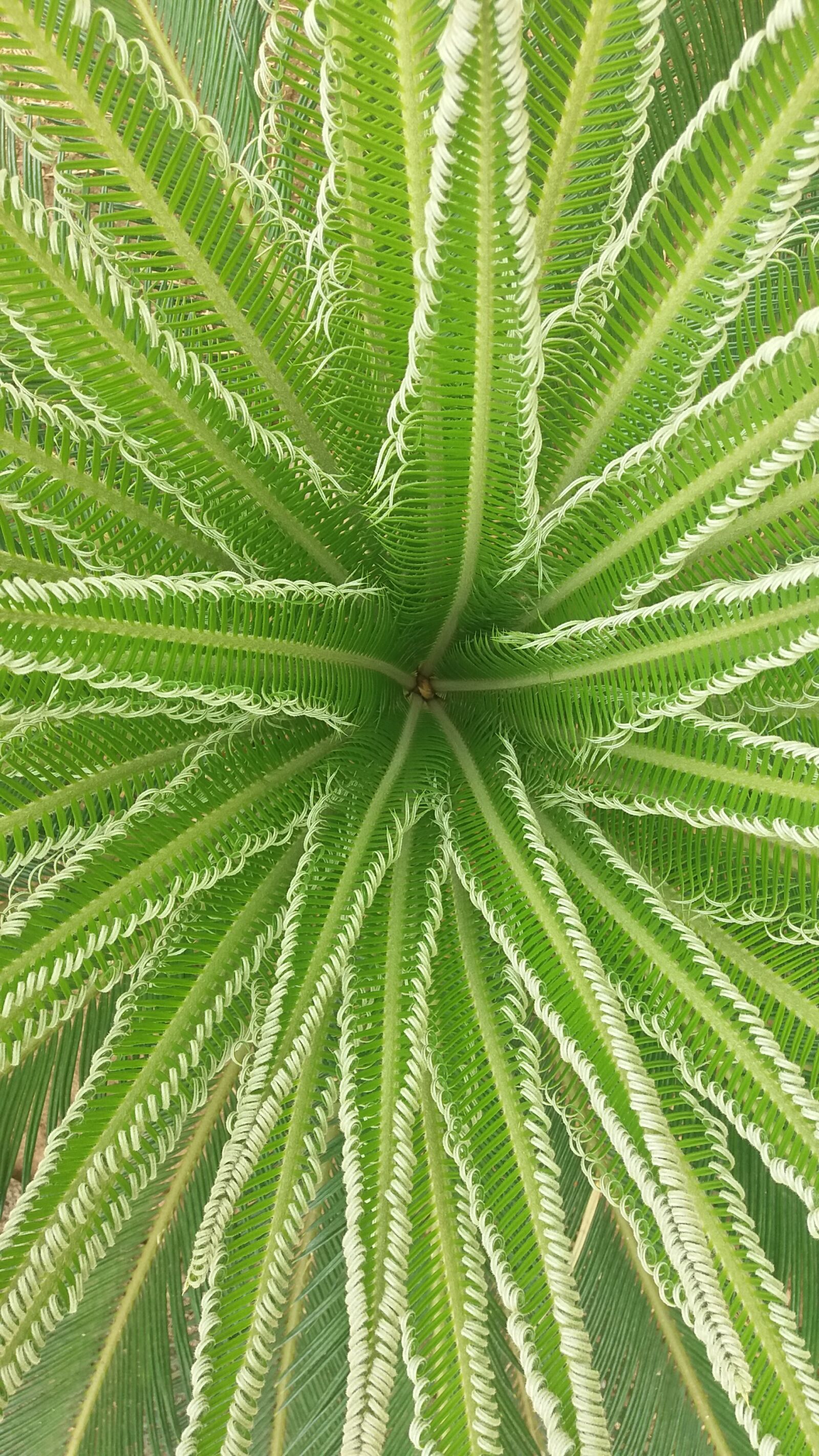 Samsung Galaxy J5 sample photo. Green, plant, palmas photography