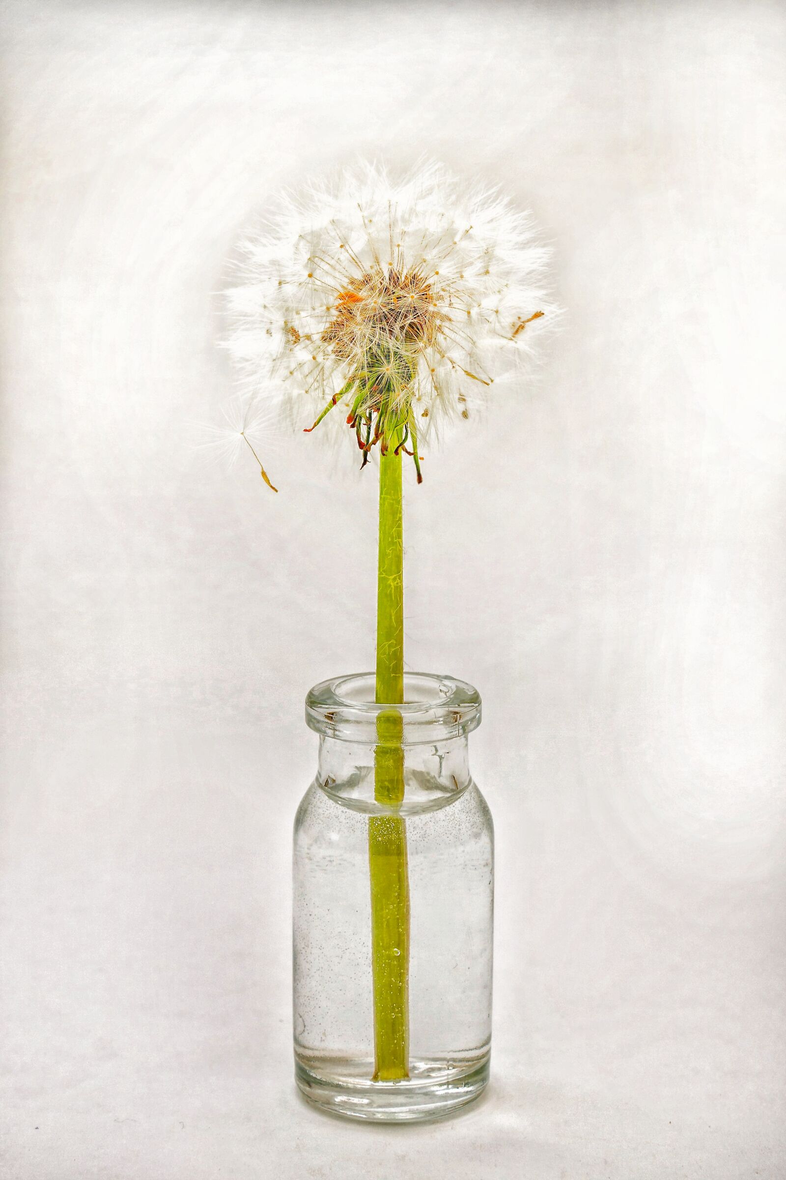 30mm F1.4 DC DN | Contemporary 016 sample photo. Dandelion, flower, seeds photography