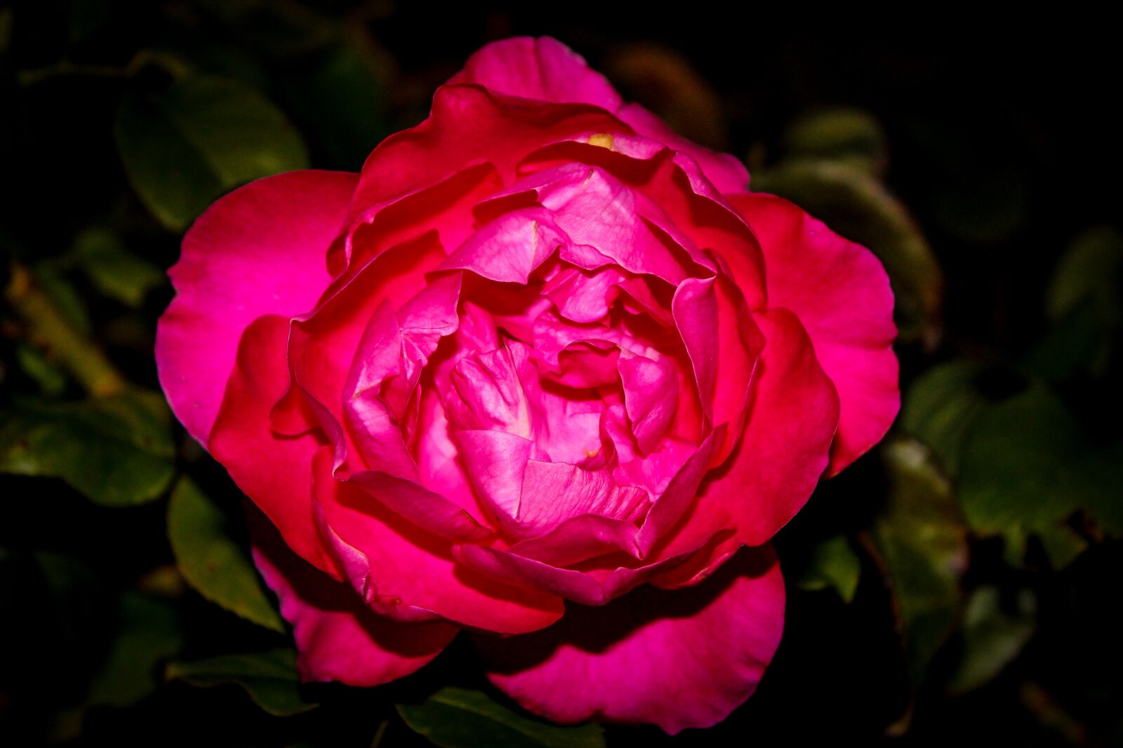Canon EOS 1100D (EOS Rebel T3 / EOS Kiss X50) sample photo. Rosa, flower, petal photography