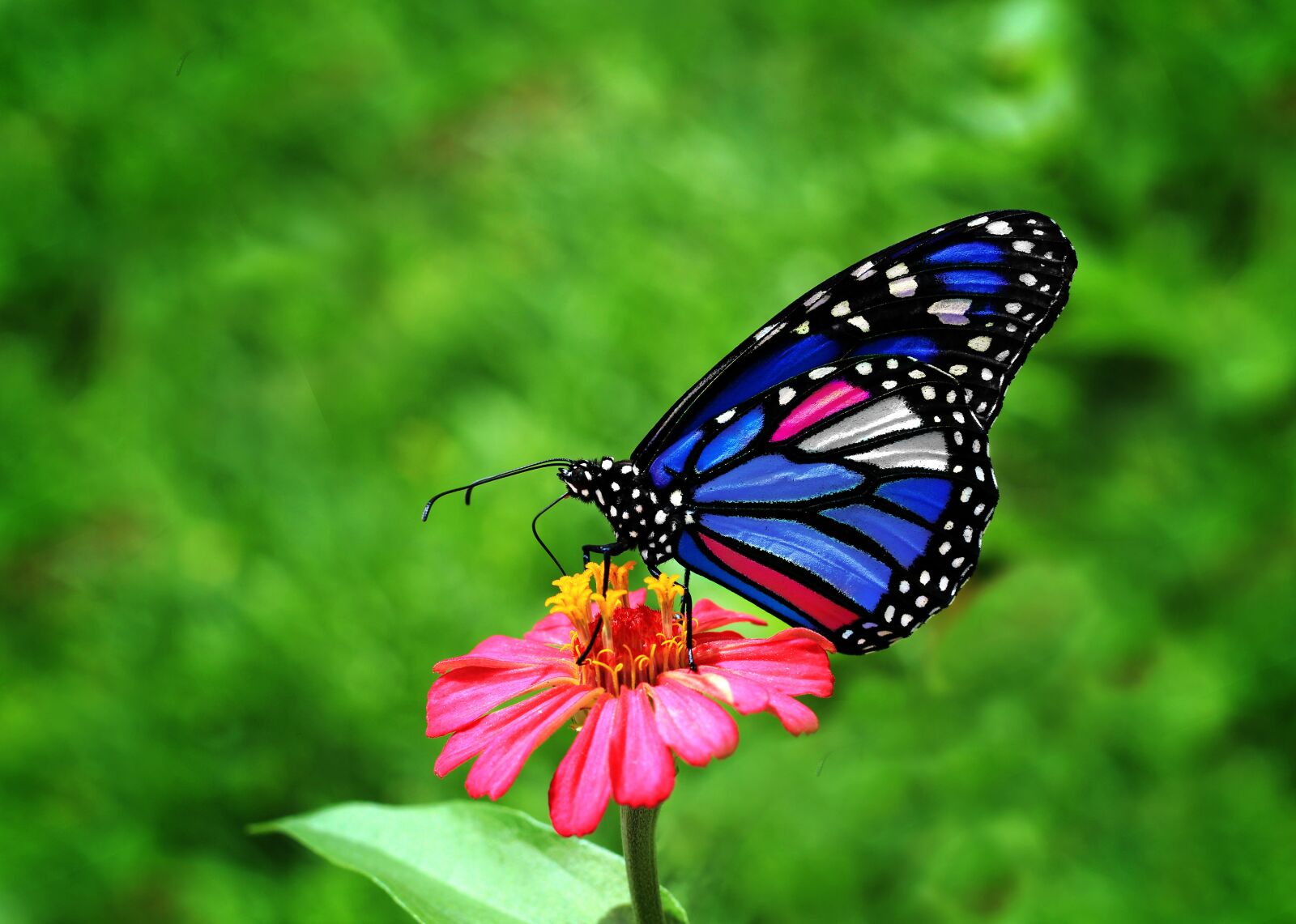 Canon EOS 600D (Rebel EOS T3i / EOS Kiss X5) + Canon EF 50mm F1.8 STM sample photo. Butterfly, wing, blue photography