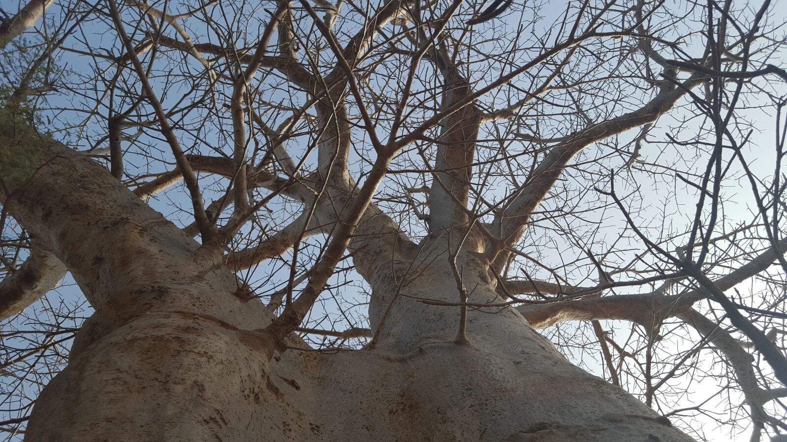 Samsung Galaxy S6 sample photo. Nature, senegal, baobab photography
