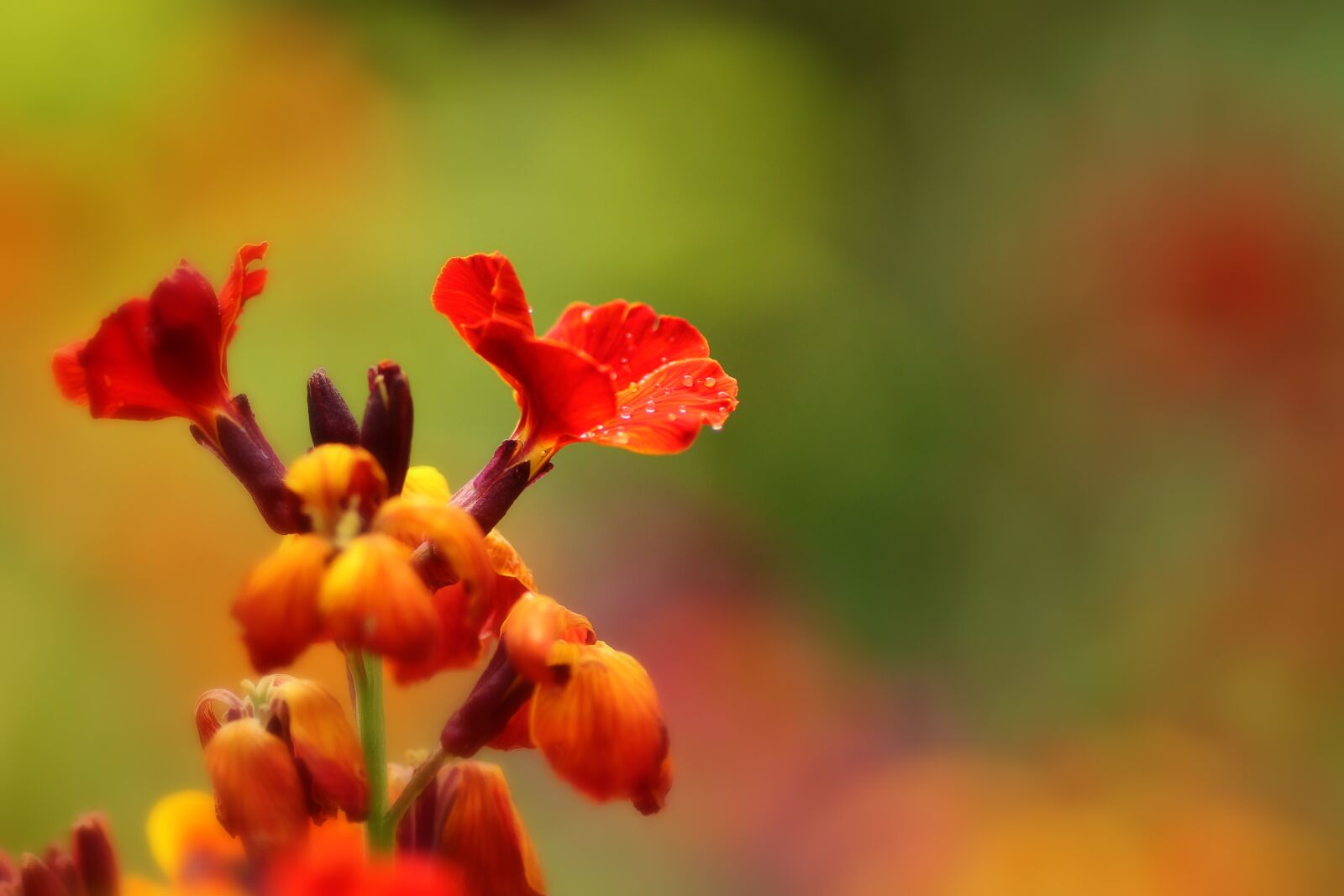 Tamron SP 90mm F2.8 Di VC USD 1:1 Macro sample photo. Gold lacquer, blossom, bloom photography