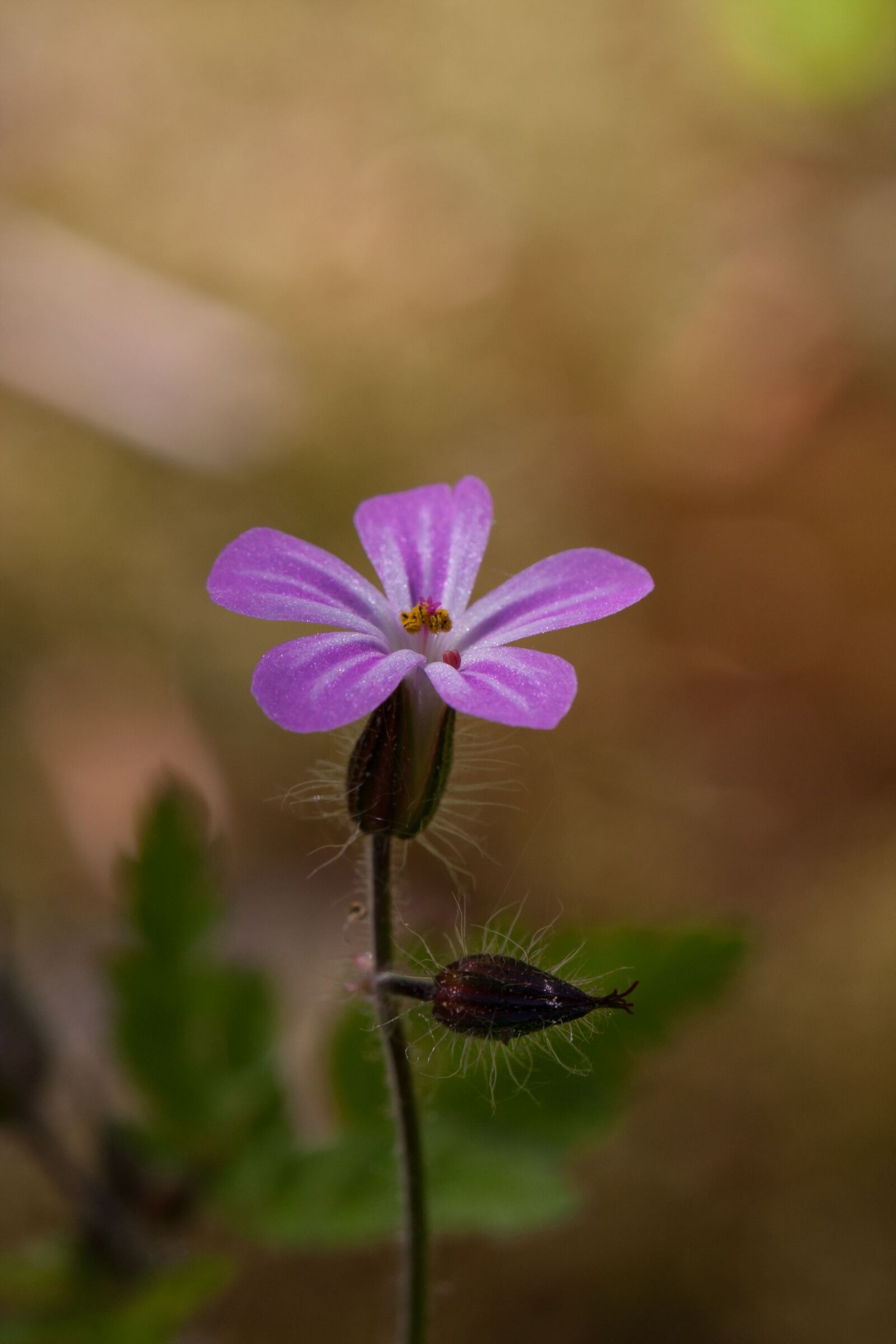 Canon EOS 40D sample photo. Nature, flowers photography