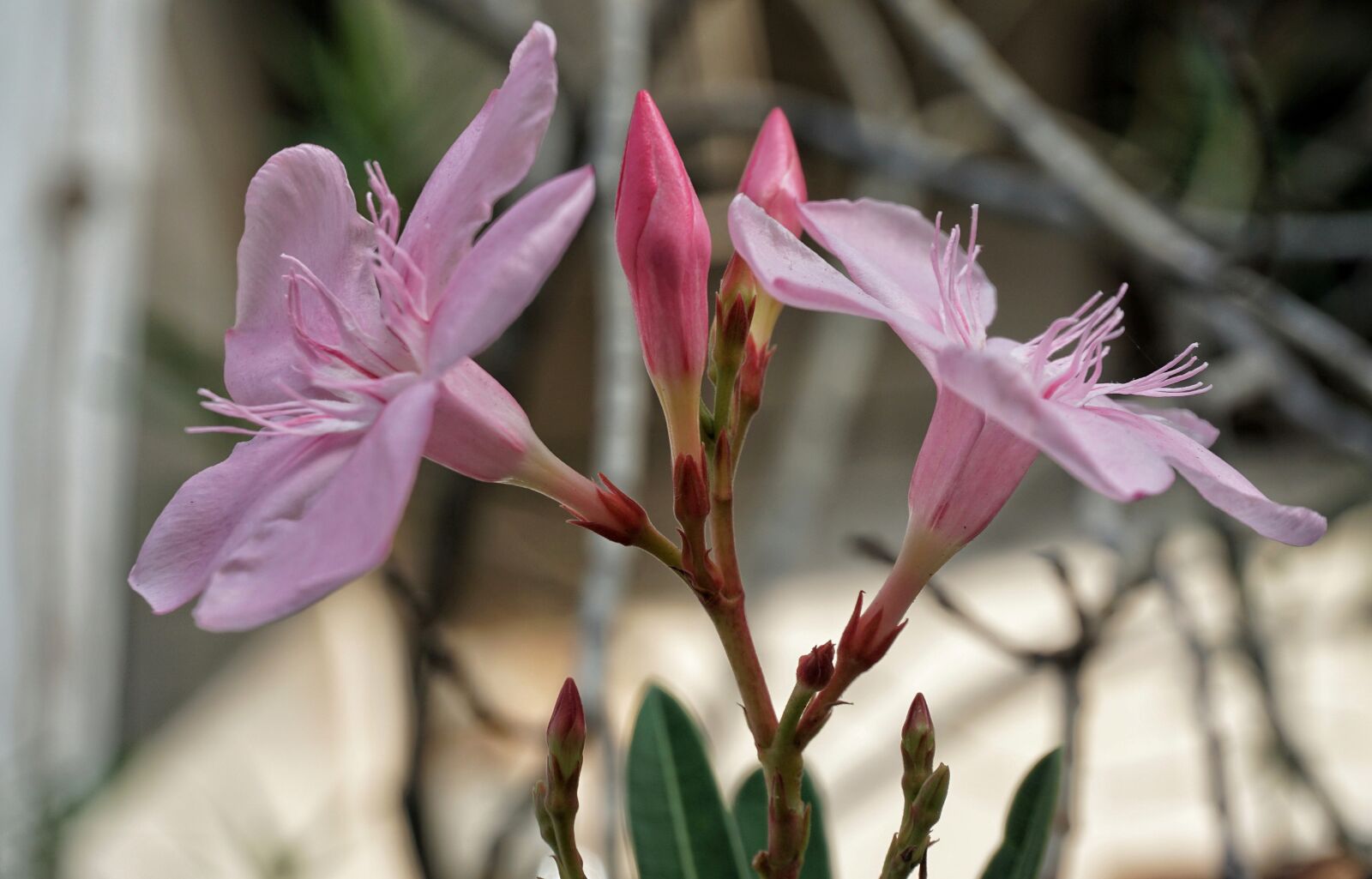 Sony a6300 sample photo. Erium oleander, pink, flower photography