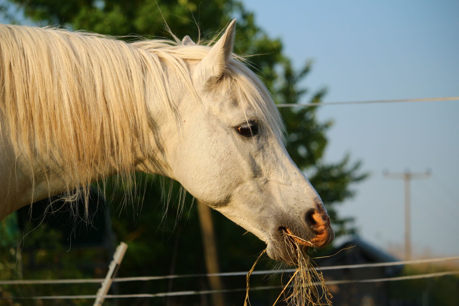 Canon EOS 100D (EOS Rebel SL1 / EOS Kiss X7) sample photo. Horse, mold, stallion photography