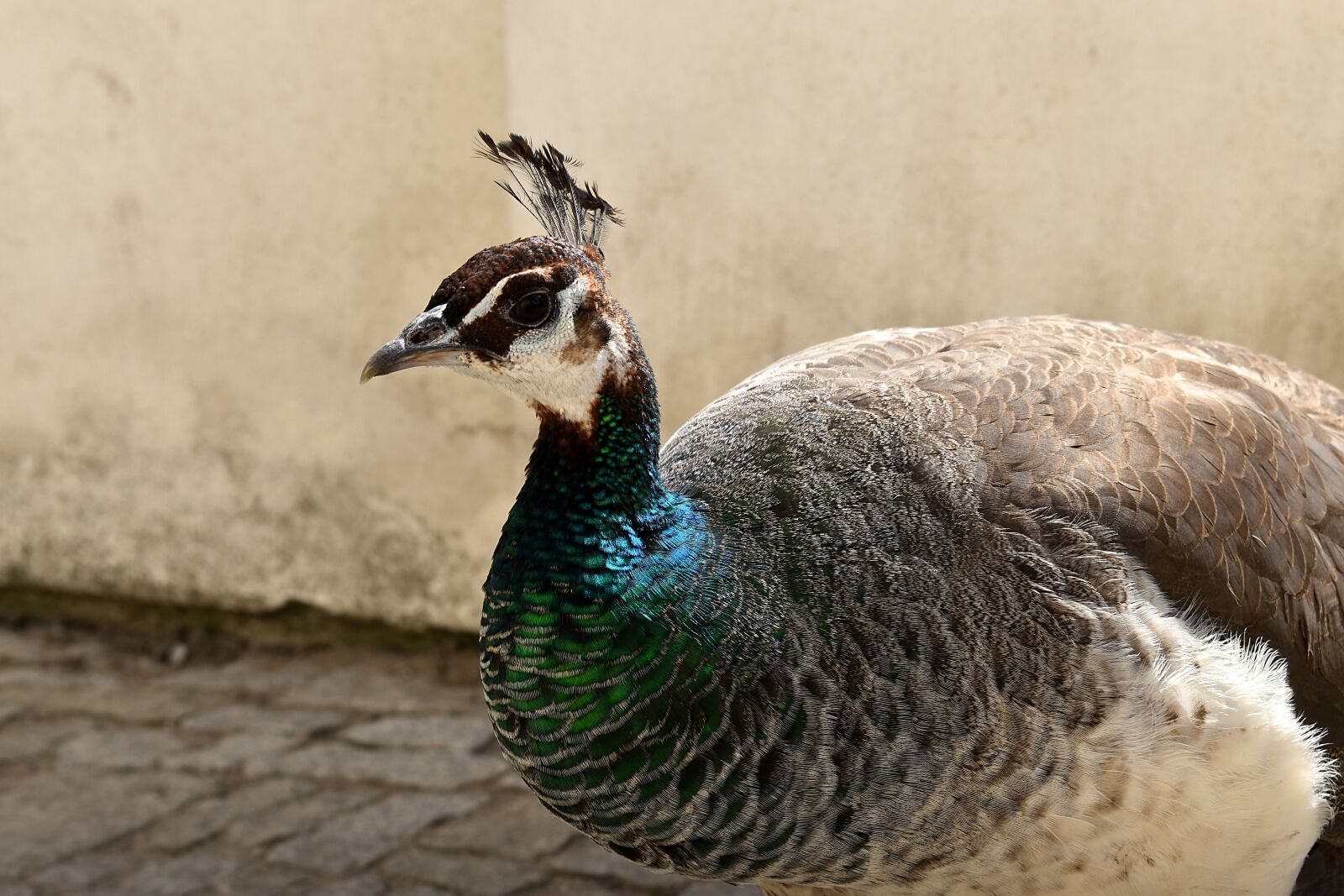 Nikon D3500 sample photo. Peacock, animal, feather photography