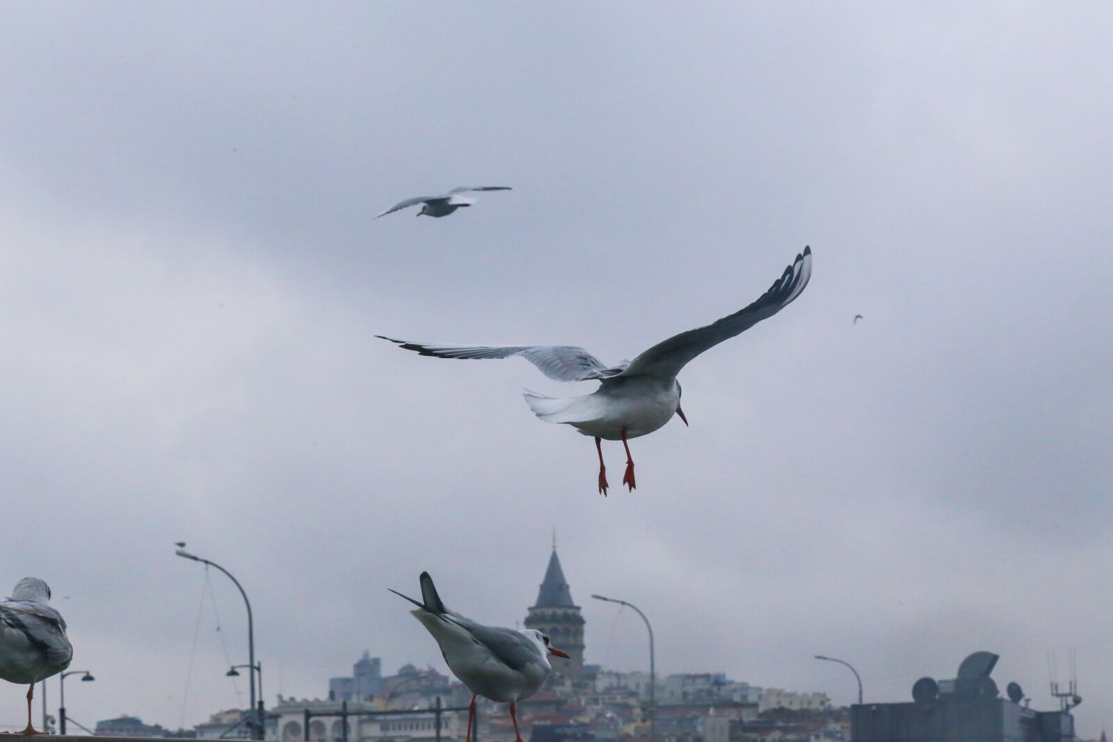 Canon EOS 6D + Canon EF 24-105mm F4L IS USM sample photo. Seagull, ship, see photography