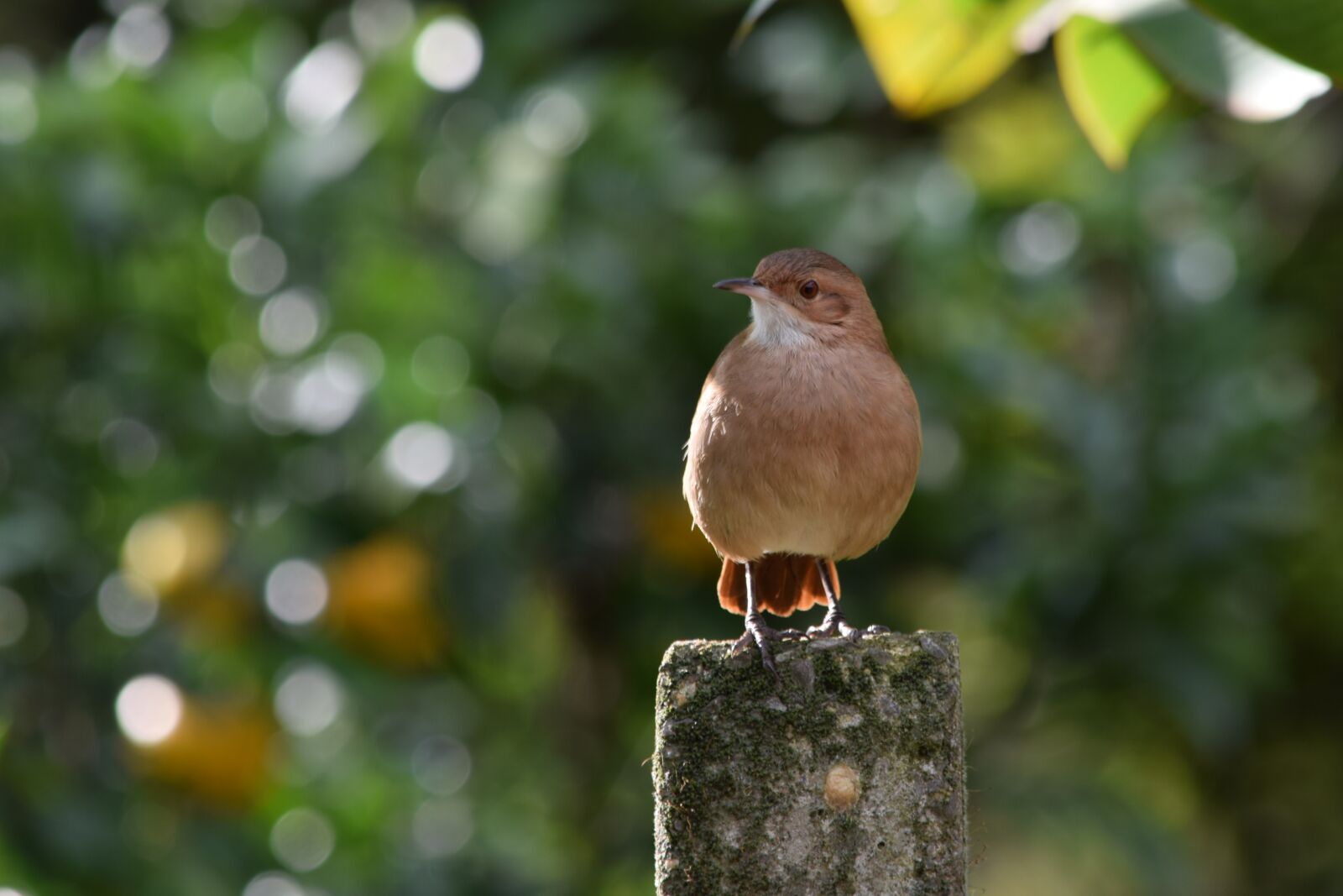 Nikon D5300 sample photo. Birdie, bird, animal photography
