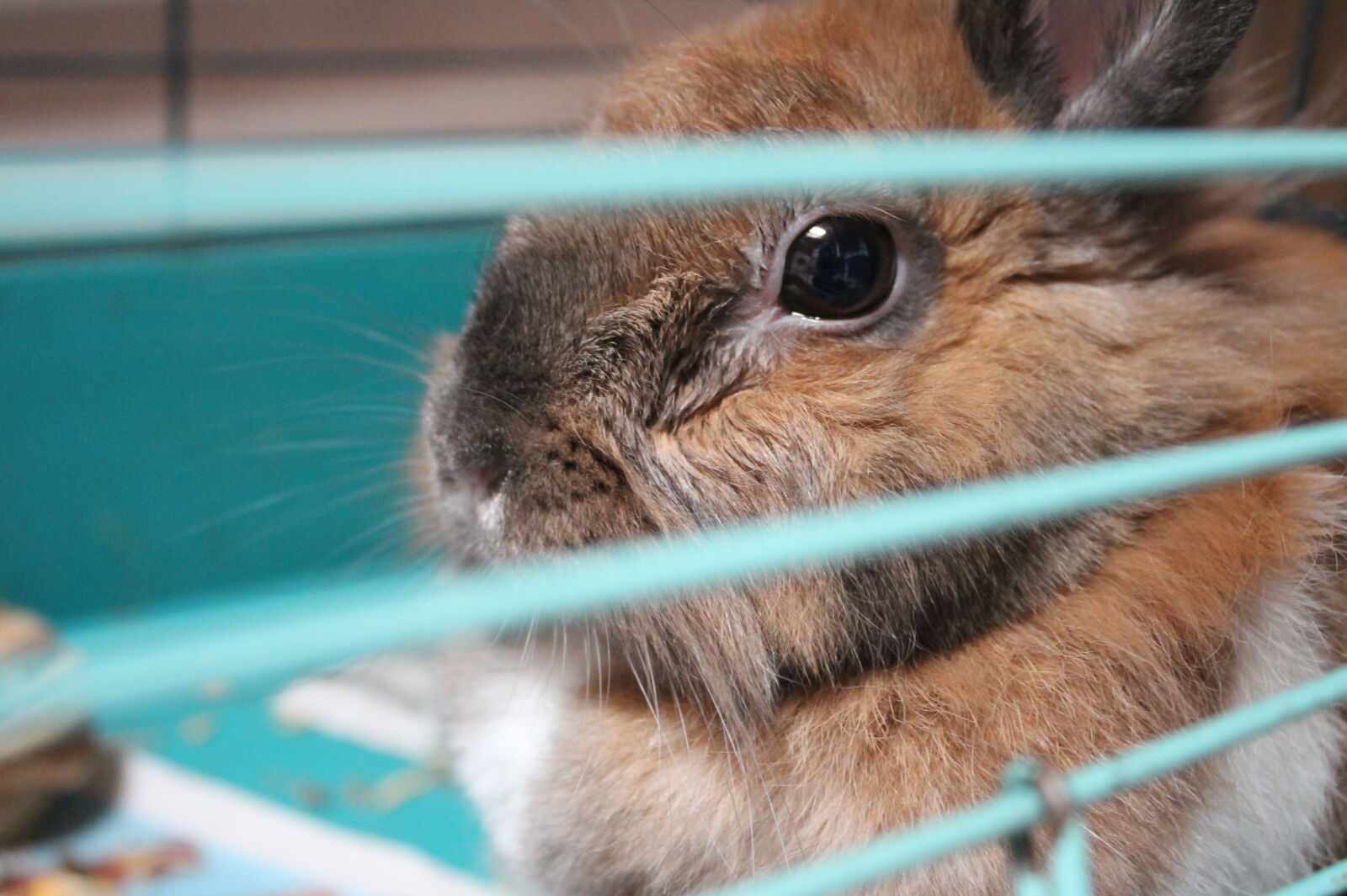 Canon EOS 1100D (EOS Rebel T3 / EOS Kiss X50) sample photo. Rabbit photography