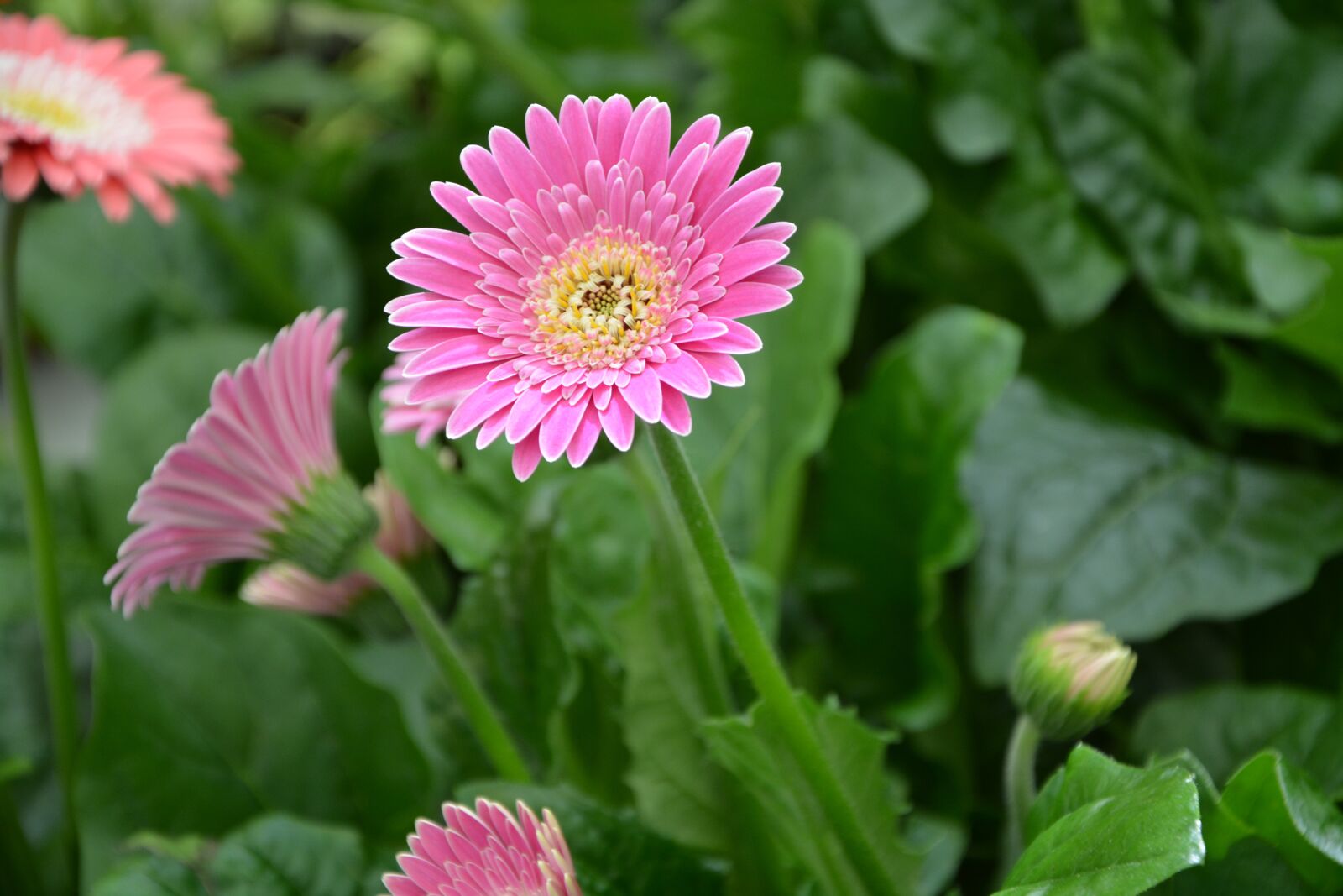 Nikon D5200 sample photo. Flower, bright pink white photography