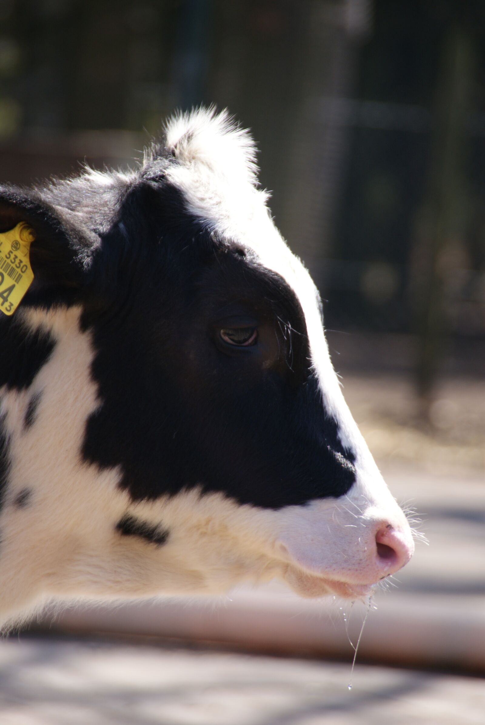 Sony Alpha DSLR-A300 sample photo. Cow, black, white photography
