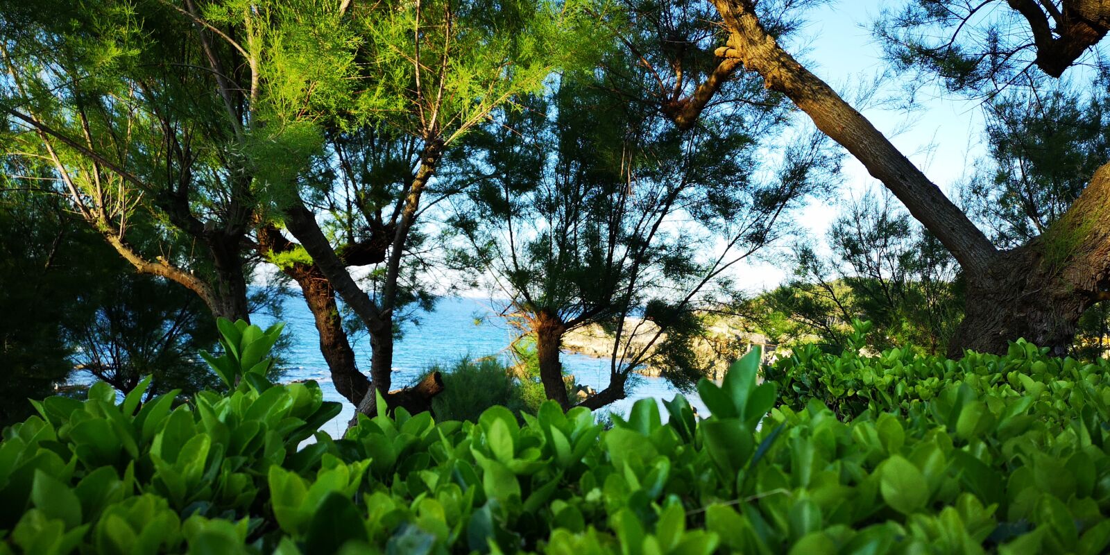 HUAWEI CLT-L09 sample photo. Vegetation, sea, trees photography