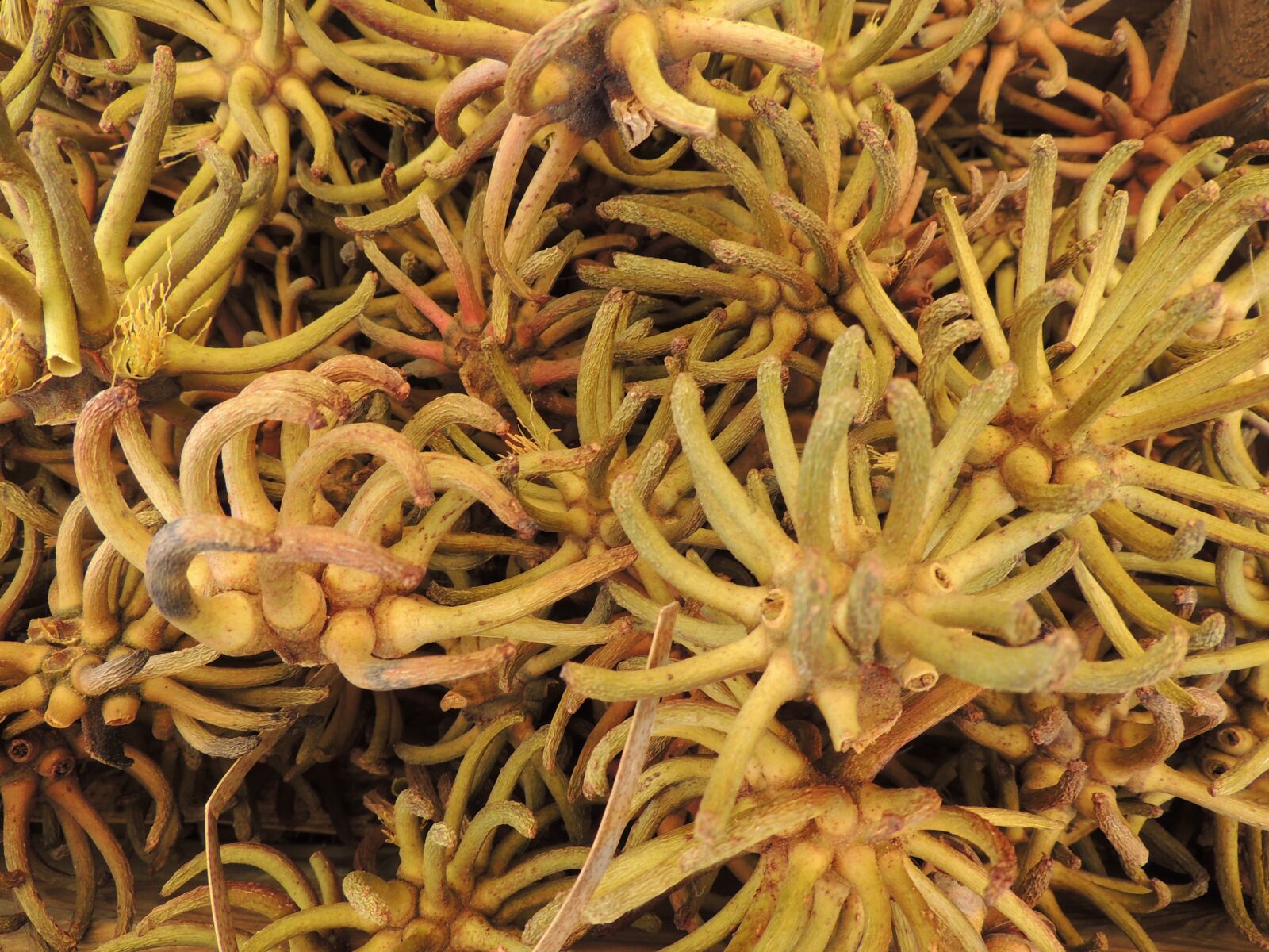 Nikon Coolpix P510 sample photo. Zinder fruit, yellow, dried photography