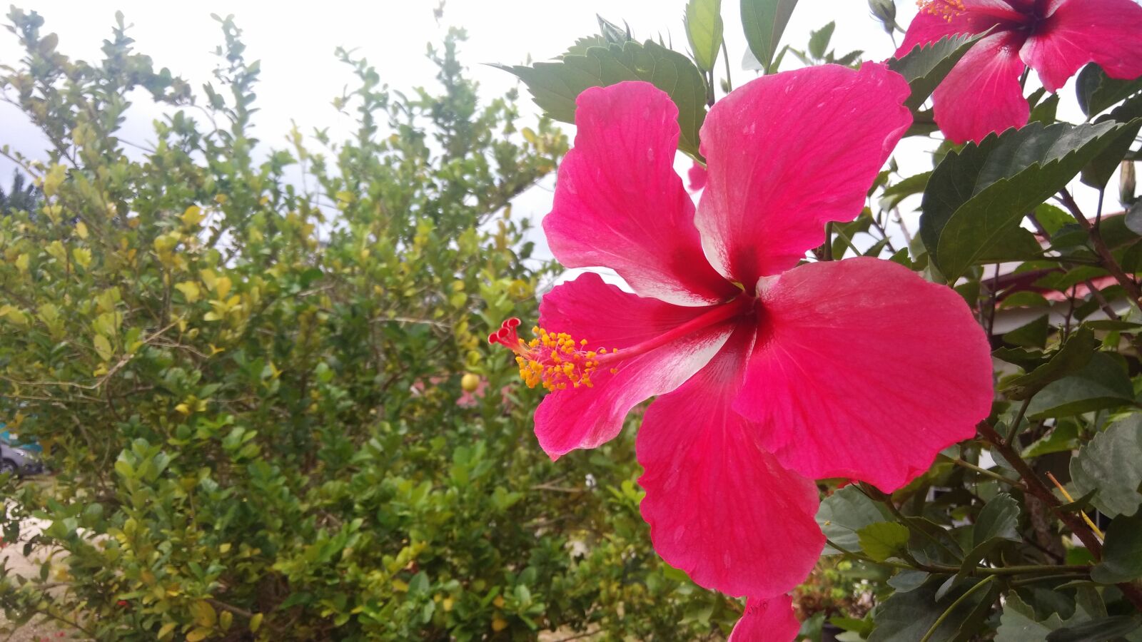 Xiaomi MI3 sample photo. Flower, hibiscus, blossom photography