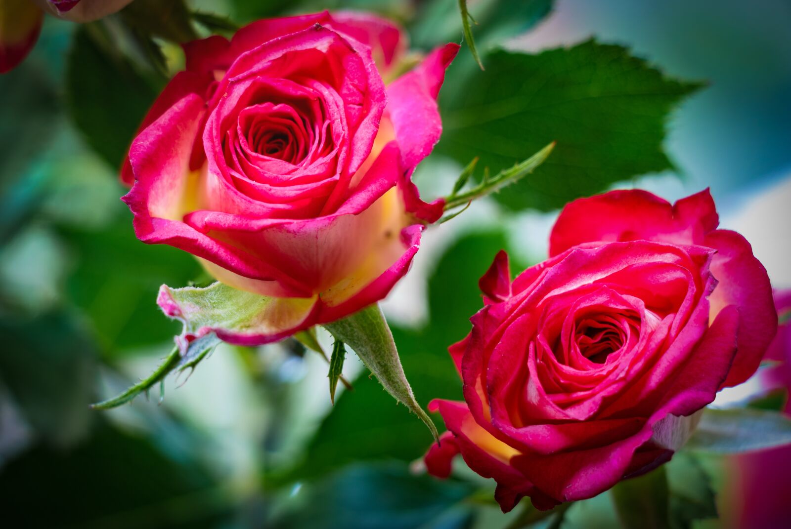 Canon EF-S 18-135mm F3.5-5.6 IS USM sample photo. Rose, flower, plant photography