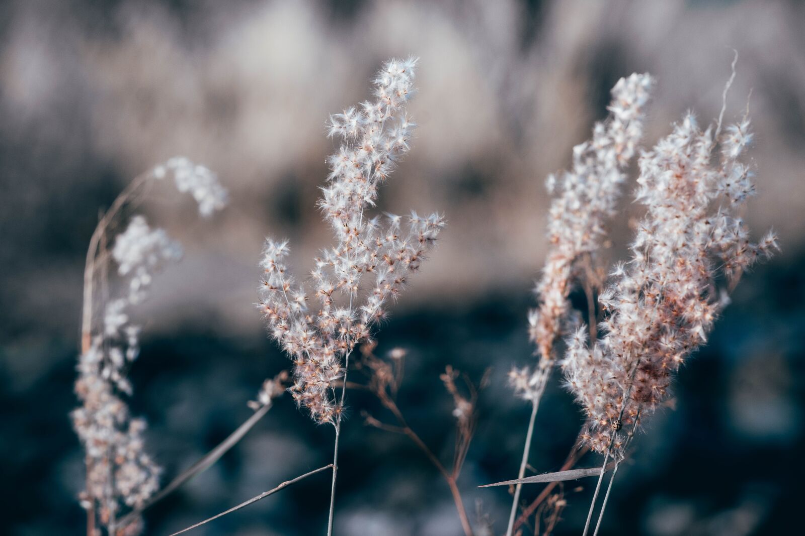 Nikon D5500 sample photo. Rock, flowers, grass photography