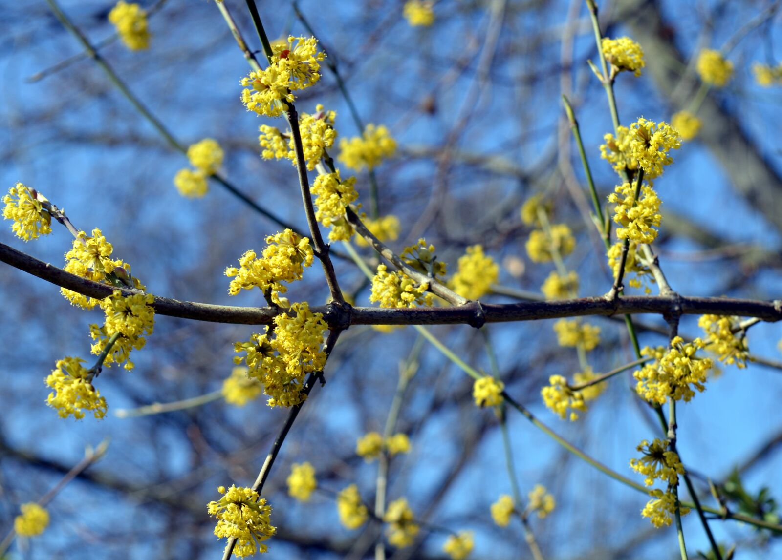 Nikon D3200 sample photo. Flowers, tree blossoms, flowering photography
