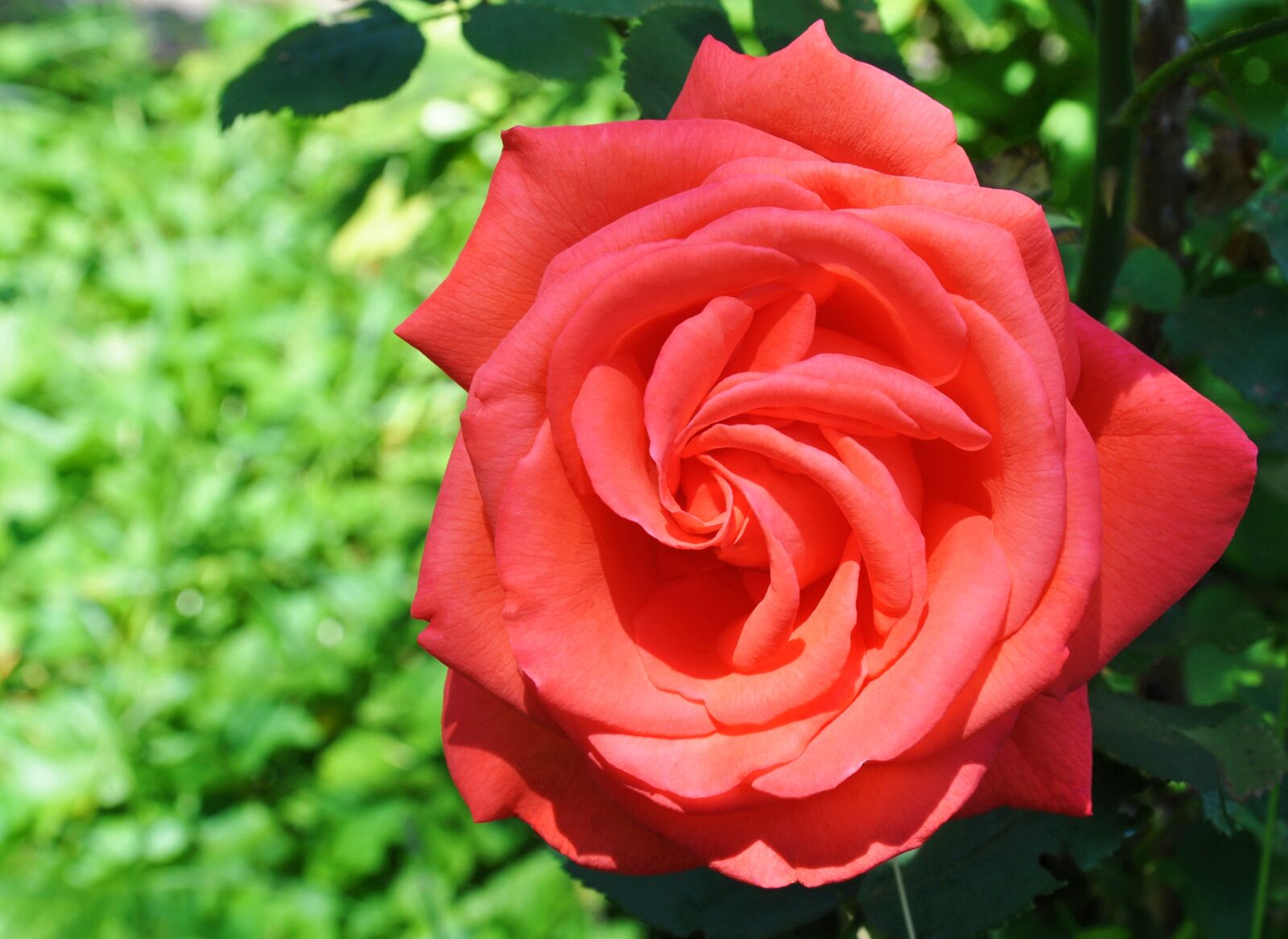 Nikon D90 sample photo. Rose, red, summer photography