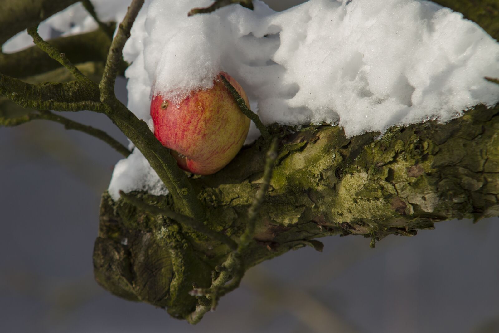 Canon EOS 7D sample photo. Apple, winter, snow photography