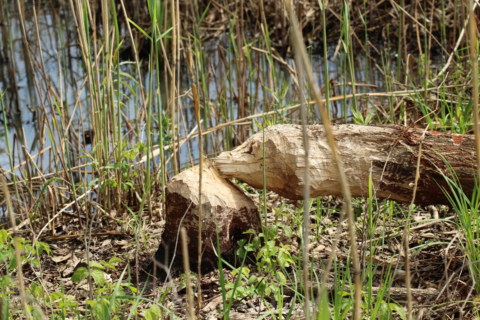 Canon EOS 1200D (EOS Rebel T5 / EOS Kiss X70 / EOS Hi) sample photo. Tree, beaver, beavers photography