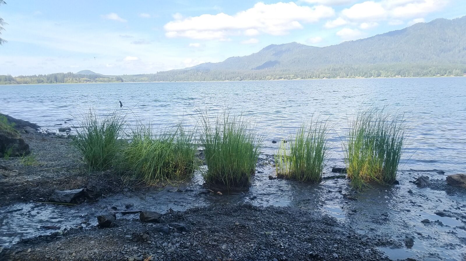 ASUS ZenFone 3 Zoom (ZE553KL) sample photo. Grass, lake, lake, grass photography