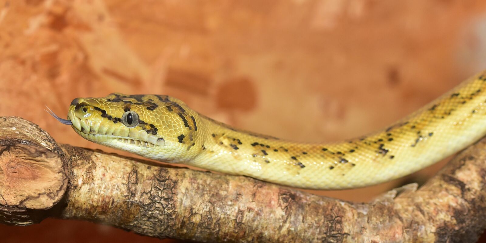 Nikon D750 sample photo. Snake, python, yellow photography