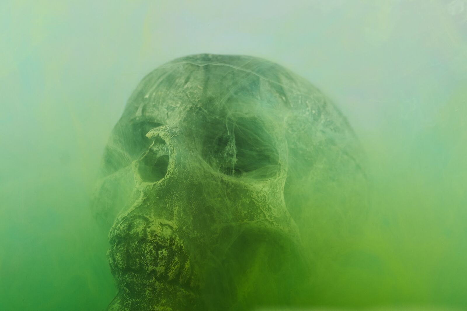 Sigma 85mm F1.4 DG HSM Art sample photo. Skull, dry head, skeleton photography