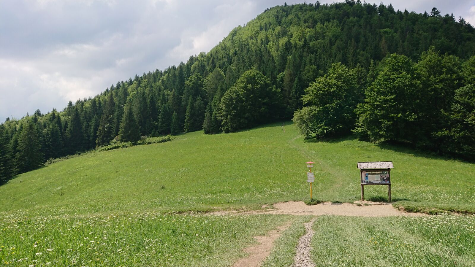 Sony Xperia XZ Premium sample photo. Nature, forest, green photography