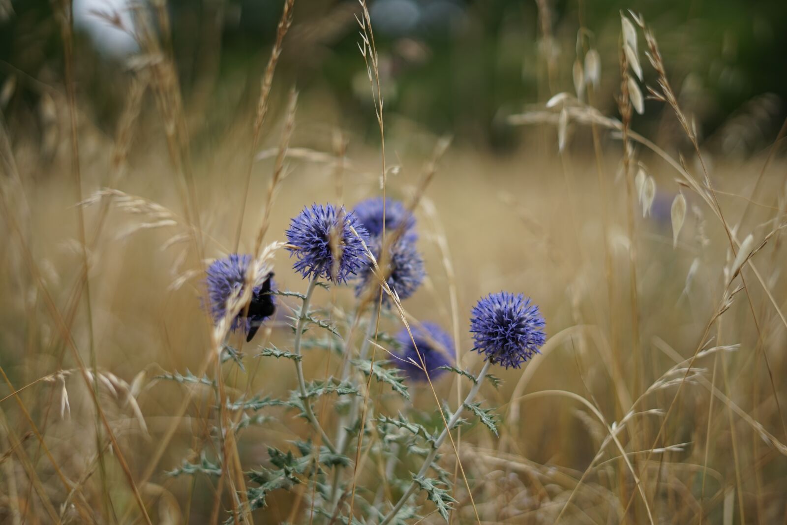 Sony a7 + Sony FE 50mm F1.8 sample photo. Nature, thistle, wheat photography