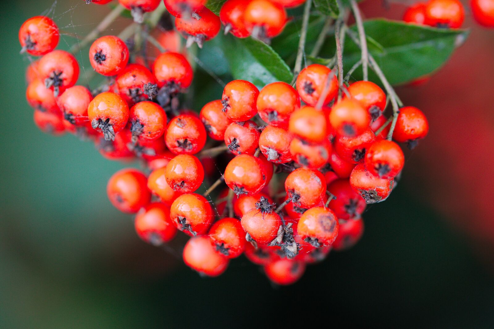 Canon EOS 70D sample photo. Nature, fruit, berry photography
