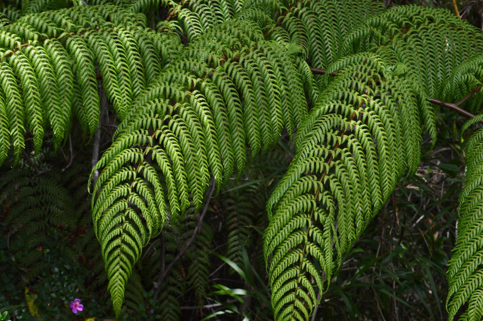 Nikon D3200 sample photo. Fern, nature, flora photography