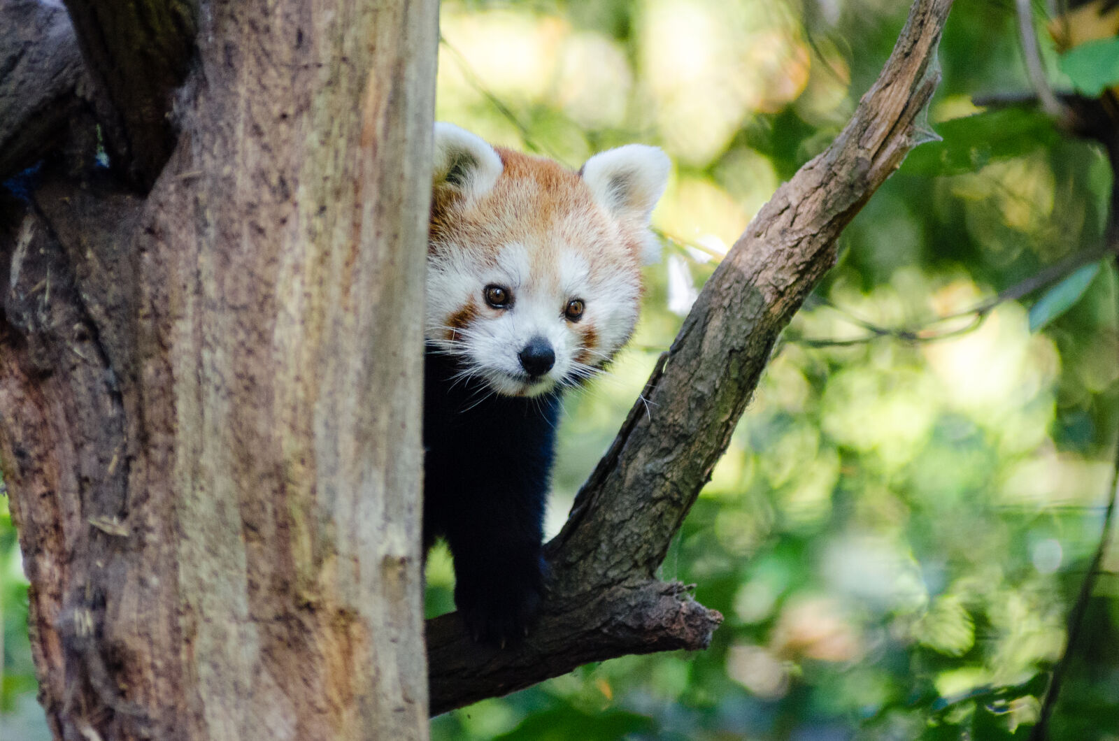 AF Zoom-Nikkor 80-200mm f/2.8 ED sample photo