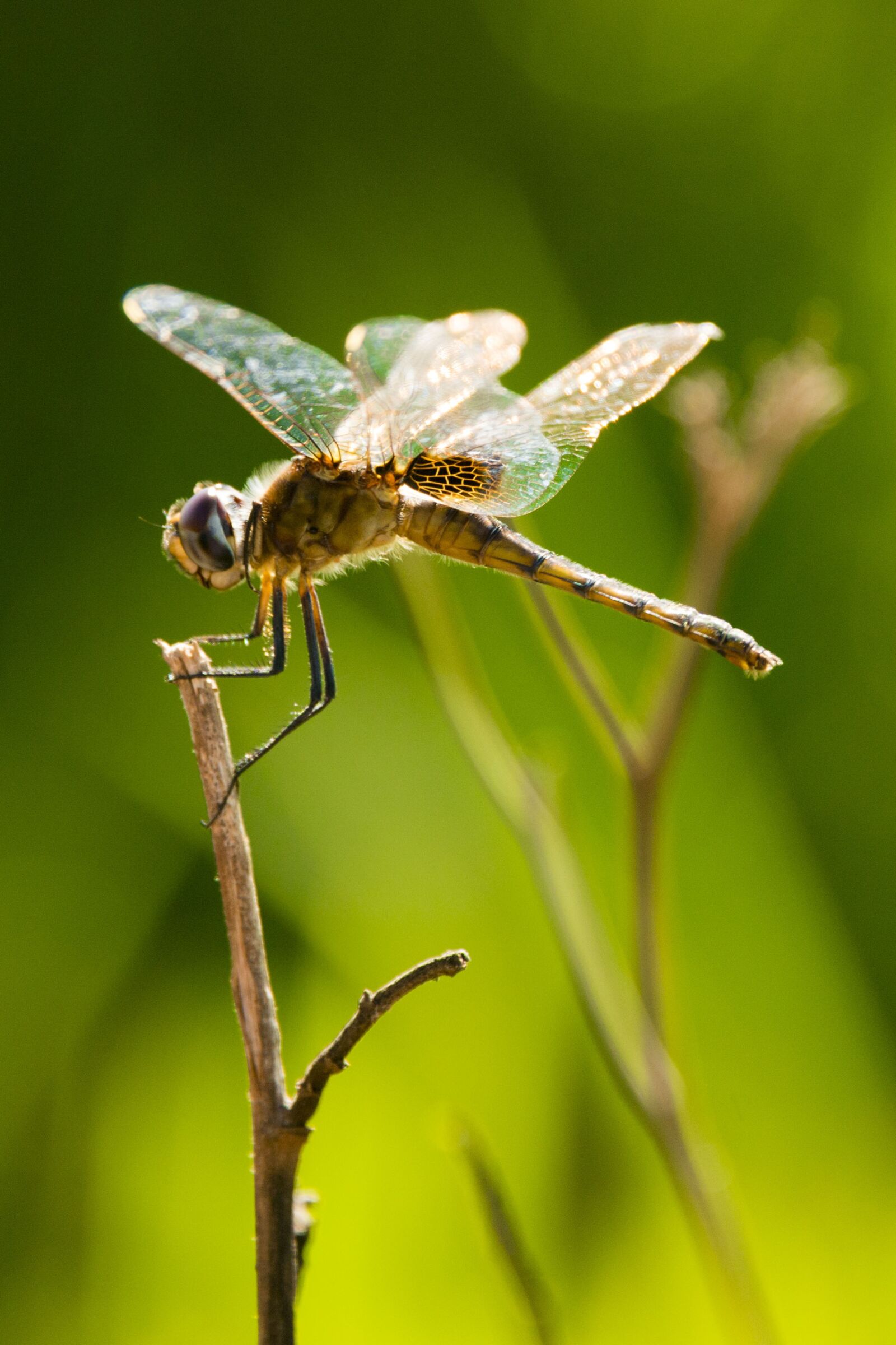Nikon D800 sample photo. Dragonfly, insect, wings photography