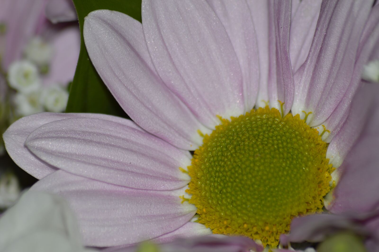 Nikon D3200 sample photo. Flowers, bloom, petals photography