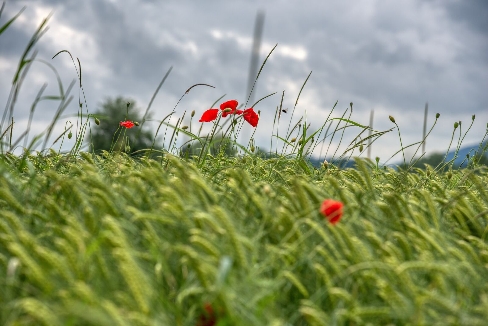 Nikon D750 sample photo. Wheat field, grasses, poppies photography