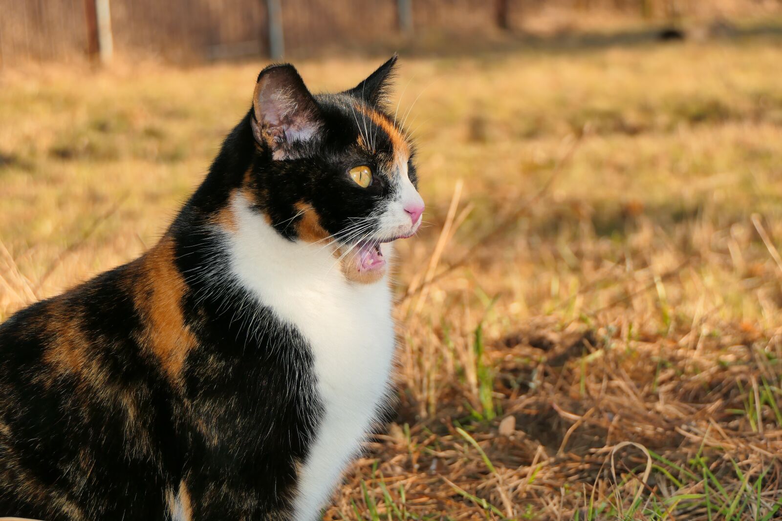 Panasonic Lumix DMC-FZ2500 (Lumix DMC-FZ2000) sample photo. Cat, female, lucy photography