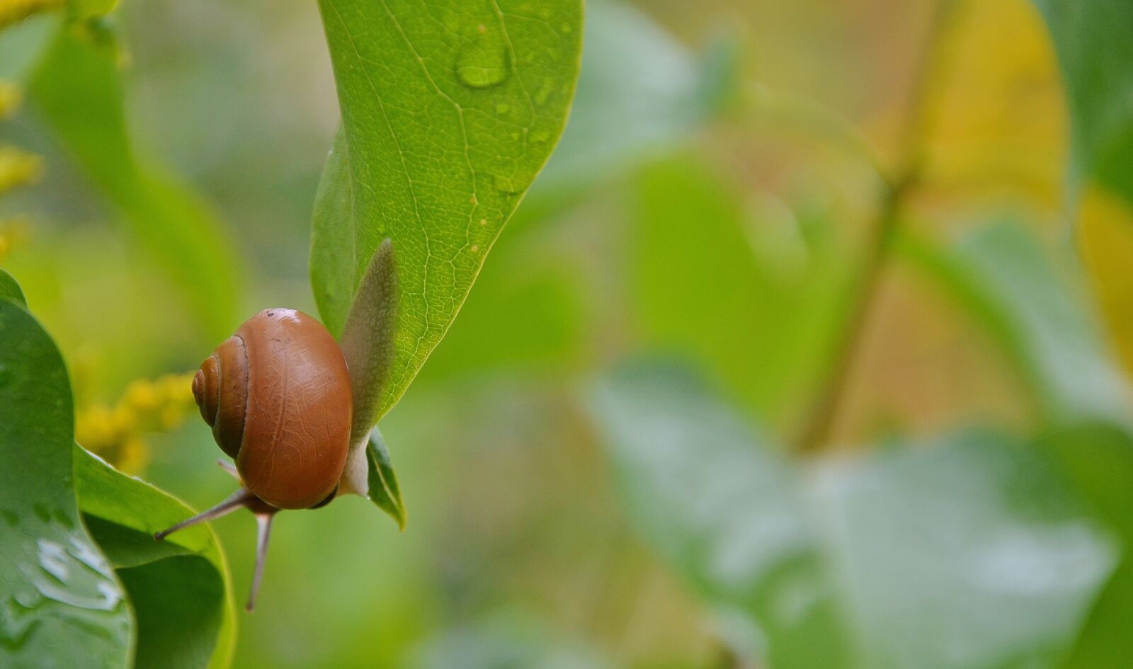 Nikon D7000 sample photo. Snail, animal, nature photography