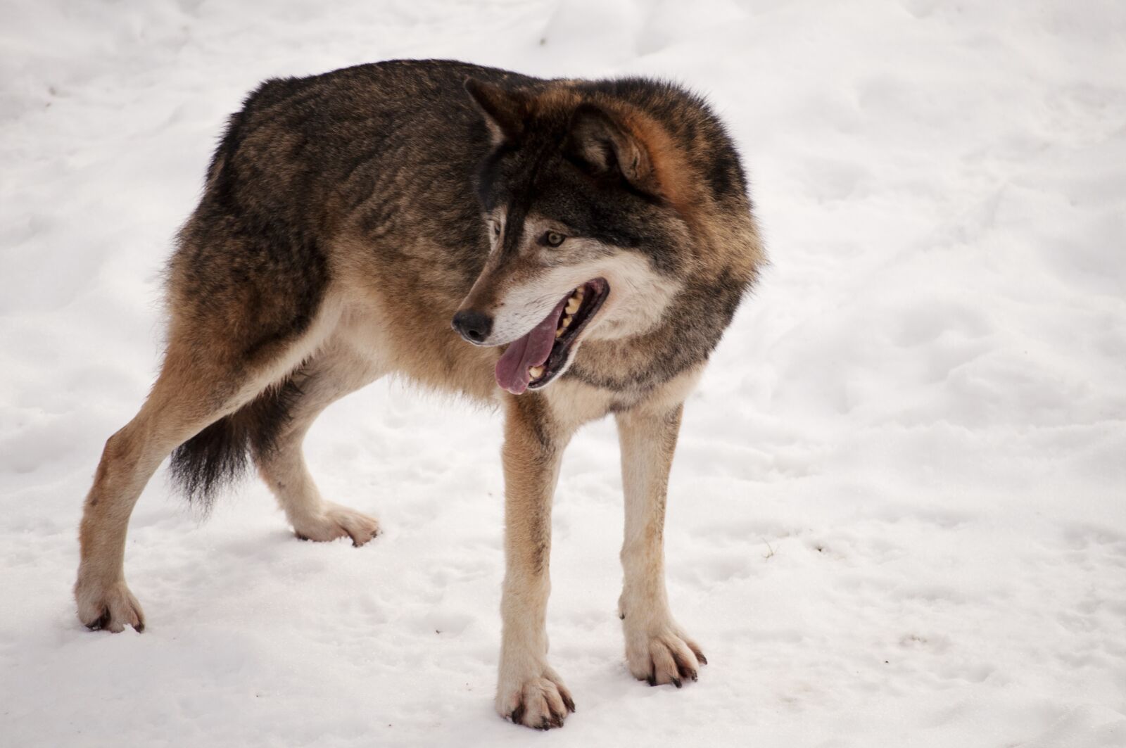 Nikon D5000 sample photo. Animal, mammal, nature photography