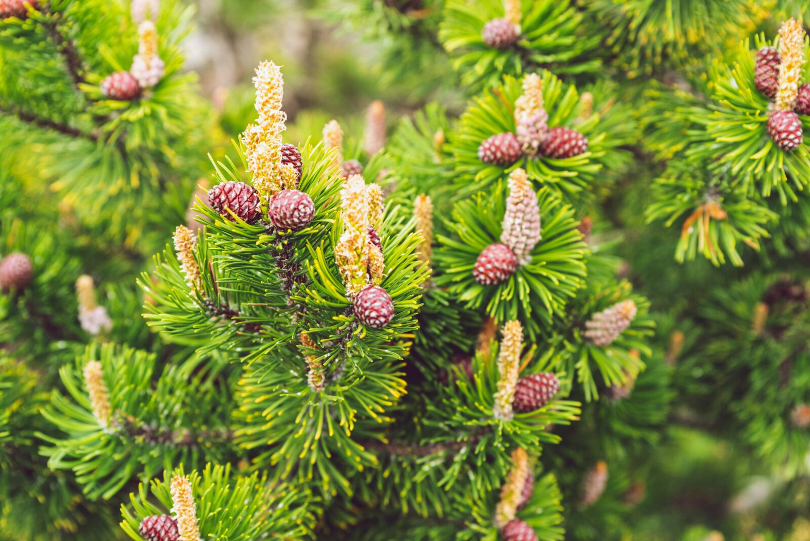 Nikon D750 sample photo. Fir tree, fir cones photography