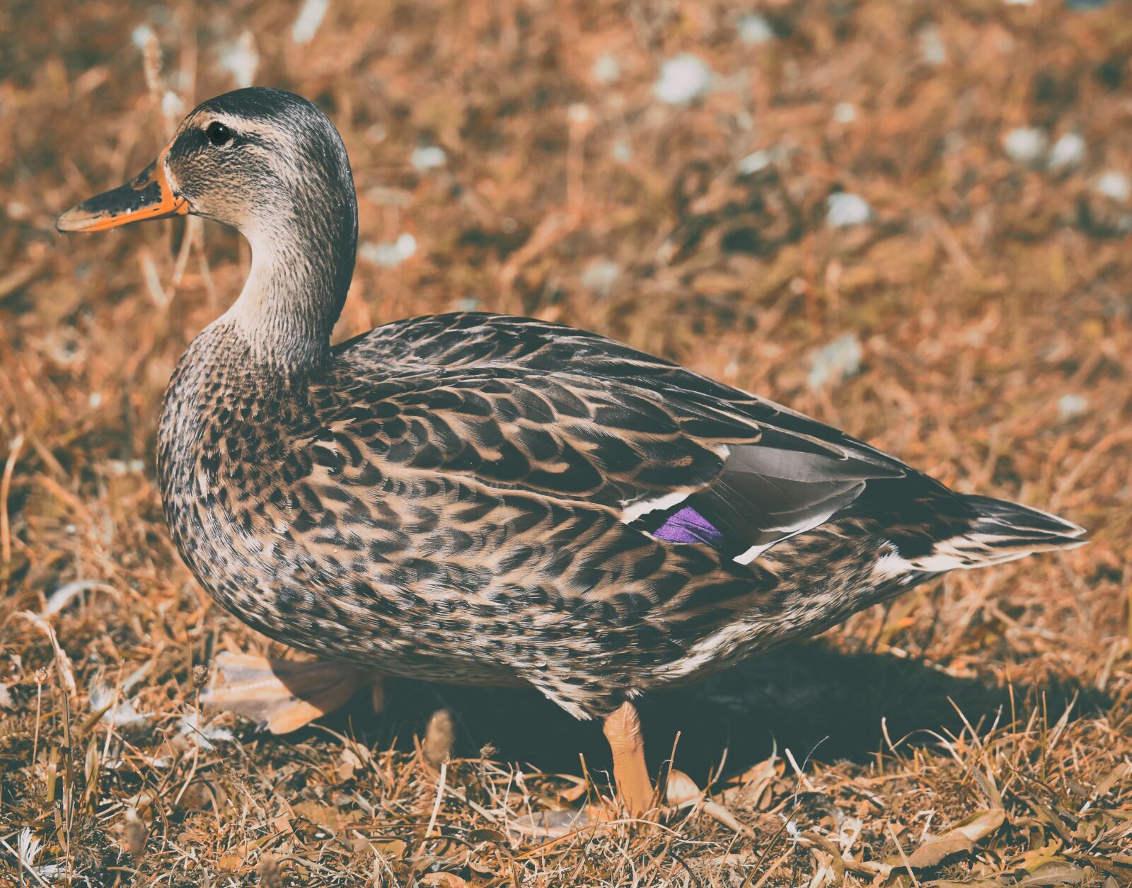 Nikon D7200 sample photo. Mallard, duck, bird photography