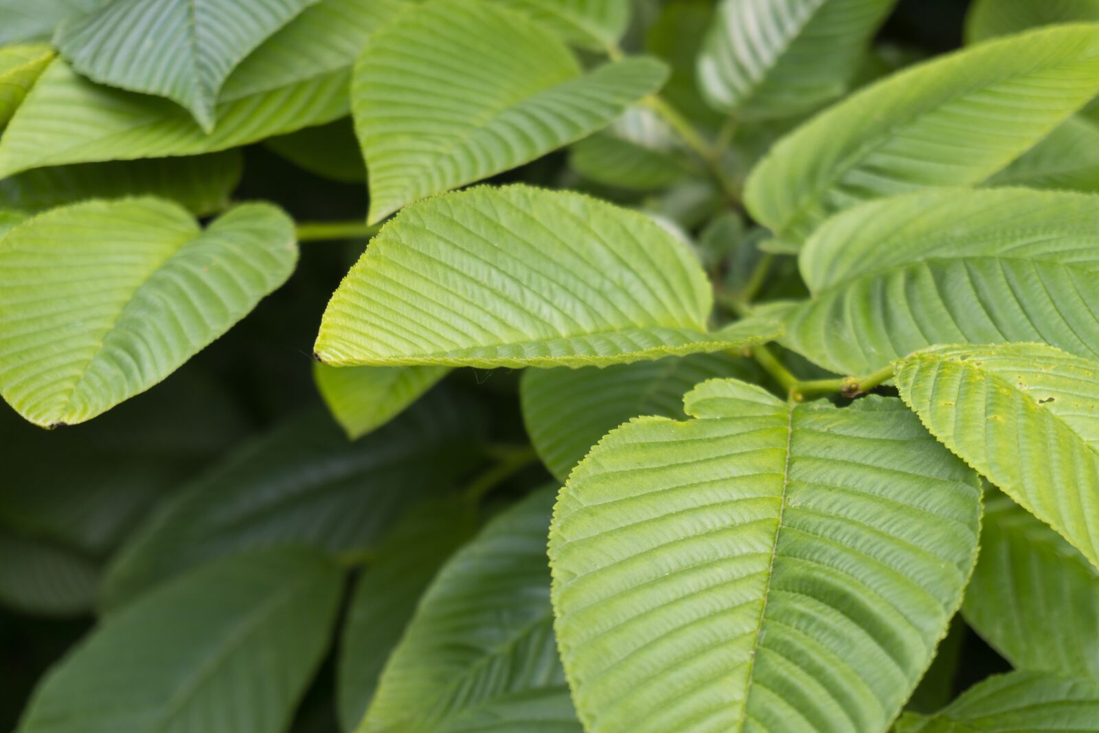 Sony a6300 sample photo. Casting, nature, green photography