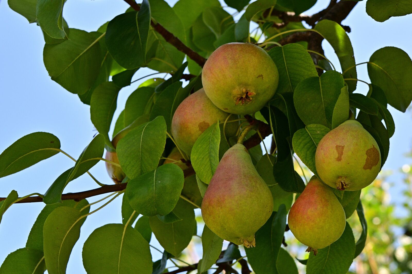 Nikon D5200 sample photo. Pears, harvest, fruit photography